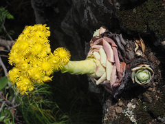 Aeonium aureum
