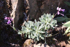 Boechera breweri shastaensis