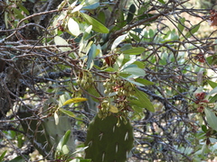 Ternstroemia lineata