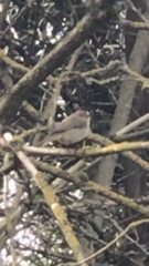 Phylloscopus collybita