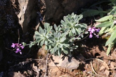 Boechera breweri shastaensis