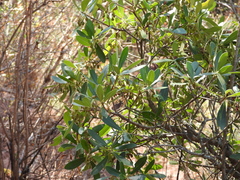 Ternstroemia lineata