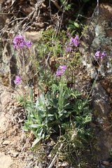 Boechera breweri shastaensis