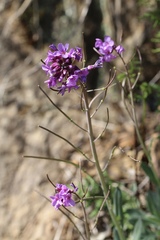 Boechera breweri shastaensis