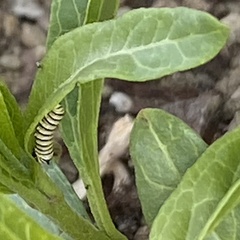 Danaus plexippus