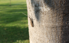 Neoptychodes trilineatus