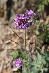 Boechera breweri shastaensis