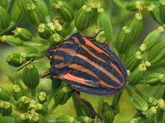 Graphosoma interruptum