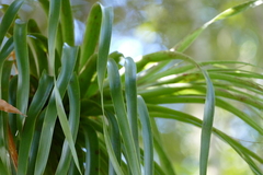Dracophyllum elegantissimum