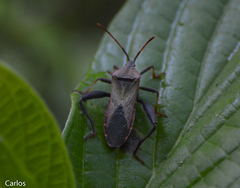 Piezogaster basilicus