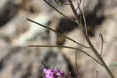 Boechera breweri shastaensis