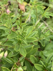 Ocimum tubiforme