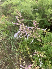 Ocimum tubiforme
