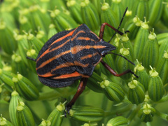 Graphosoma interruptum