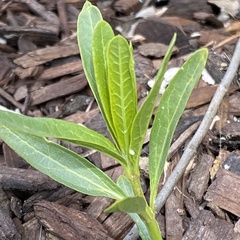 Danaus plexippus