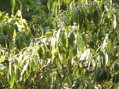 Cornus disciflora
