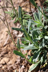 Boechera breweri shastaensis