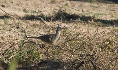 Chunga burmeisteri