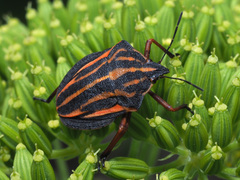 Graphosoma interruptum