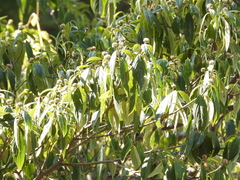 Cornus disciflora
