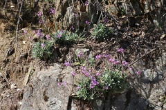 Boechera breweri shastaensis