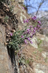 Boechera breweri shastaensis