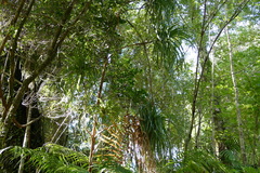 Dracophyllum elegantissimum