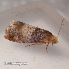 Lepteucosma fuscicaput