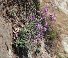 Boechera breweri shastaensis