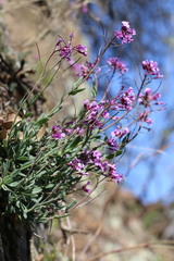Boechera breweri shastaensis