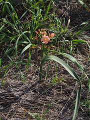 Moraea bifida
