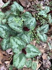 Trillium decumbens