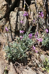 Boechera breweri shastaensis