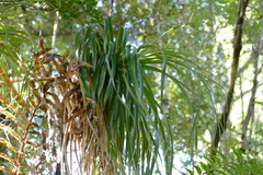 Dracophyllum elegantissimum