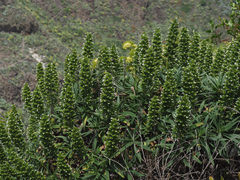 Echium onosmifolium