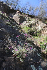 Boechera breweri shastaensis