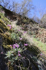 Boechera breweri shastaensis