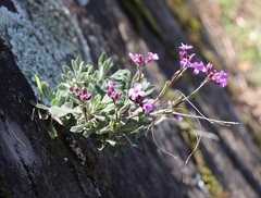 Boechera breweri shastaensis