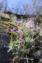 Boechera breweri shastaensis