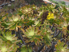 Aeonium arboreum arboreum