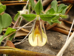 Lotus edulis