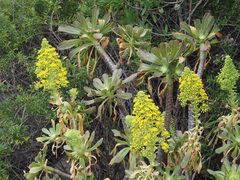 Aeonium arboreum arboreum