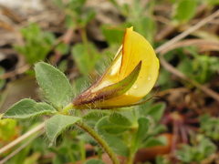 Lotus edulis
