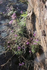 Boechera breweri shastaensis