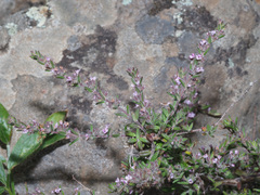 Micromeria canariensis image