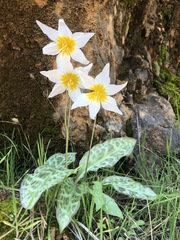Erythronium shastense