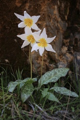 Erythronium shastense
