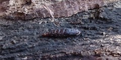 Clausilia