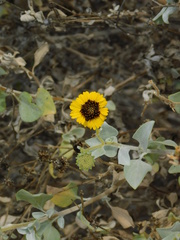 Encelia palmeri
