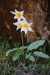 Erythronium shastense
